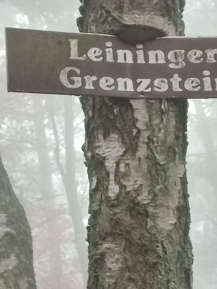 Leistadt, 
Sieben-Waldwunder-Weg,
10. November 2024 